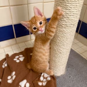 Say hello to Jaq a mischievous little orange tabby with a heart full of adventu