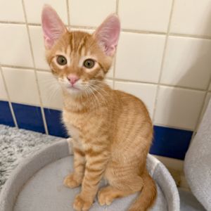 Say hello to Jaq a mischievous little orange tabby with a heart full of adventure and the most amaz