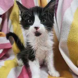 Palette is a vibrant little boy full of energy charm and kitten creativity Wi