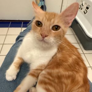 Meet Lady Tremaine-dont let the name fool you this mama is the complete opposite of her fairytale 
