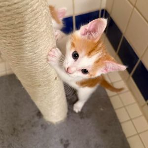 Meet Gus Gus the ultimate snack-loving sweetheart This adorable orange tabby m