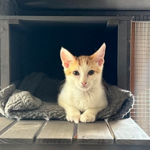 Meet Gus Gus the ultimate snack-loving sweetheart This adorable orange tabby may have started out 