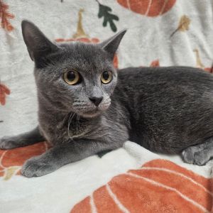 Meet Tiara a stunning gray beauty with golden eyes that sparkle like the crown 