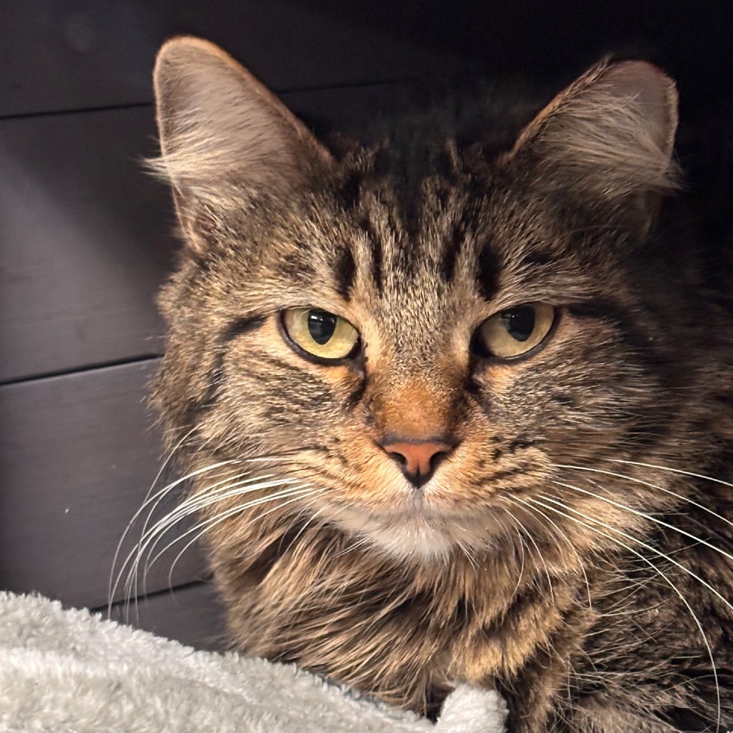 Blair, an adoptable Domestic Long Hair in Midland, TX, 79701 | Photo Image 1