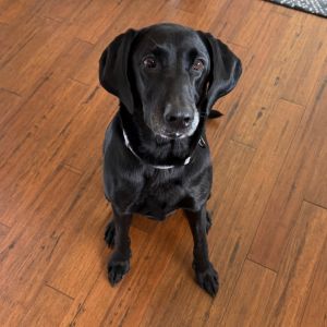 Stormy Black Labrador Retriever Dog