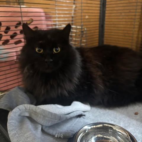 Jester, an adoptable Domestic Long Hair in Nampa, ID, 83686 | Photo Image 1