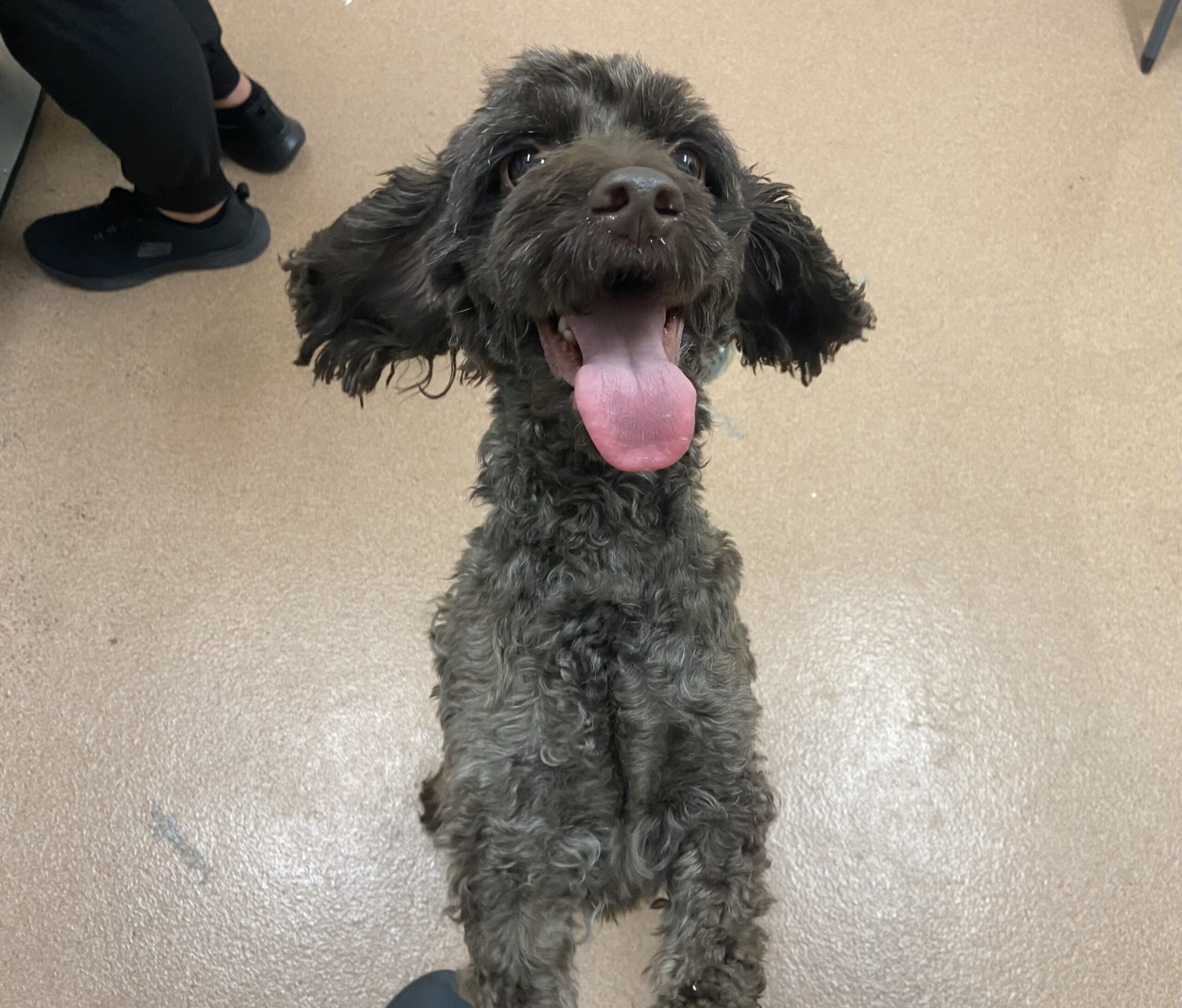 Bobo H 25031, an adoptable Cockapoo in Parker, CO, 80134 | Photo Image 1