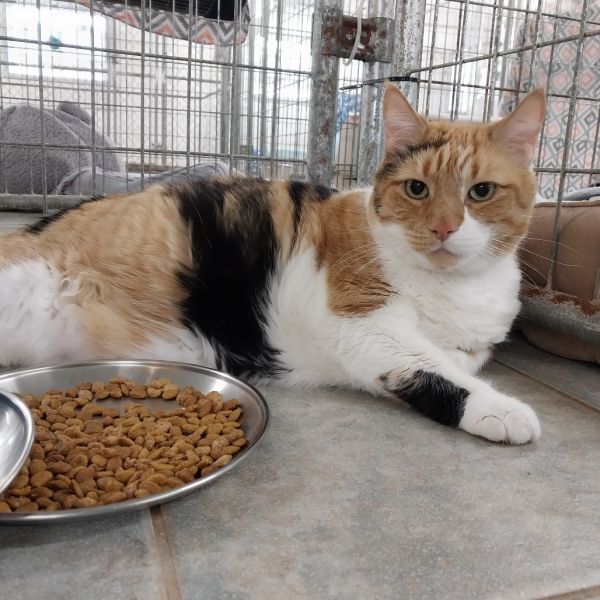 Miss Debbie (horseheads Petsmart) thumbnail 1