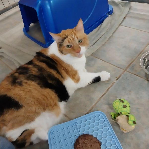 Miss Debbie (horseheads Petsmart) thumbnail 2