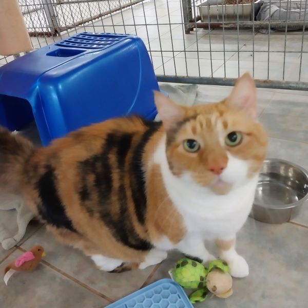 Miss Debbie (horseheads Petsmart) thumbnail 3
