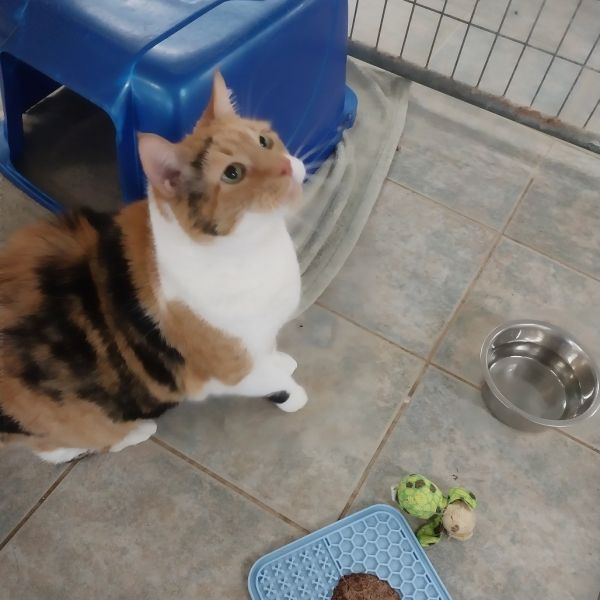 Miss Debbie (horseheads Petsmart) thumbnail 4