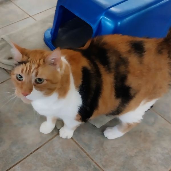 Miss Debbie (horseheads Petsmart) thumbnail 5