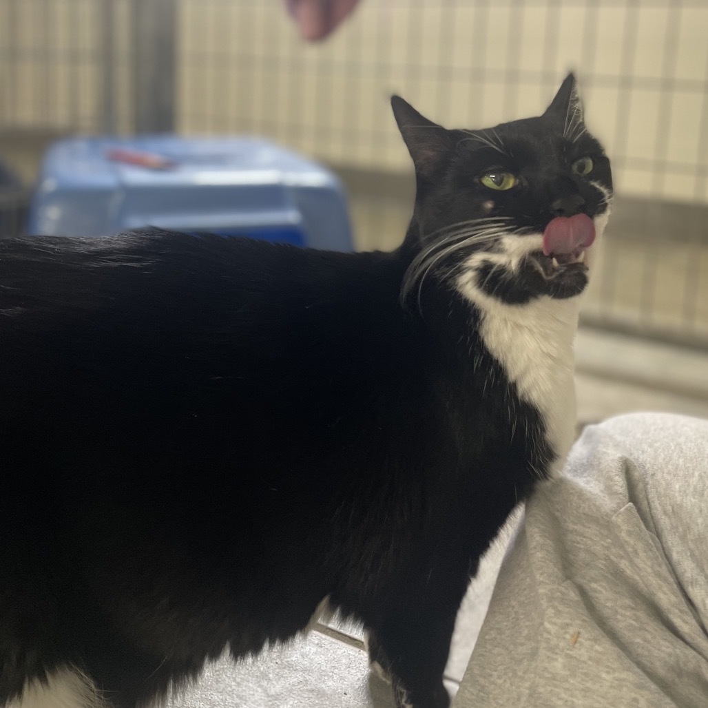 Miss Laurie (Vestal PetSmart)