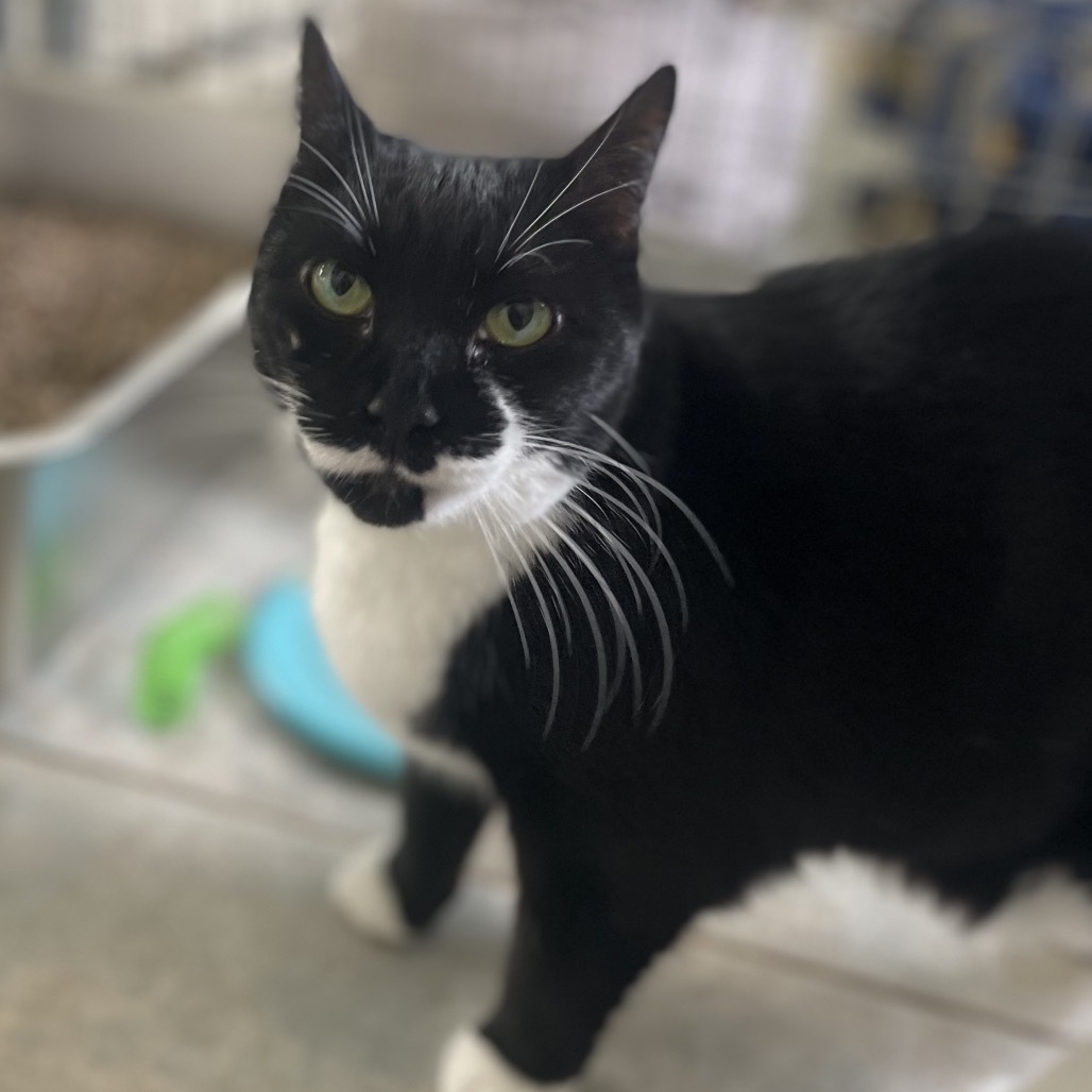 Miss Laurie (Vestal PetSmart)