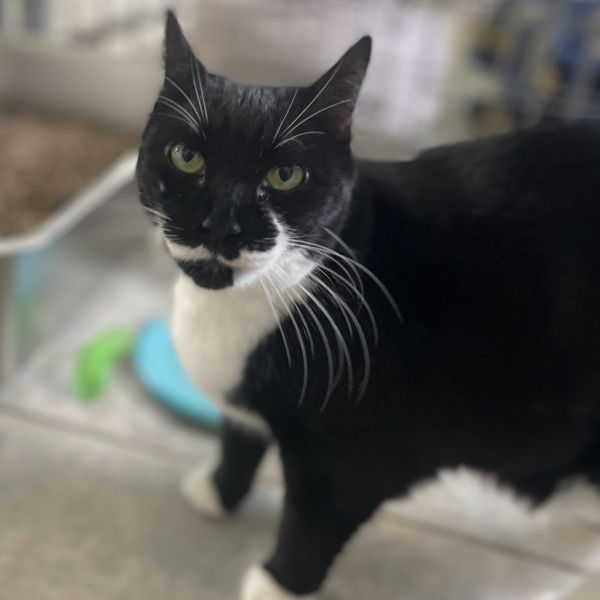 Miss Laurie (vestal Petsmart) thumbnail 3