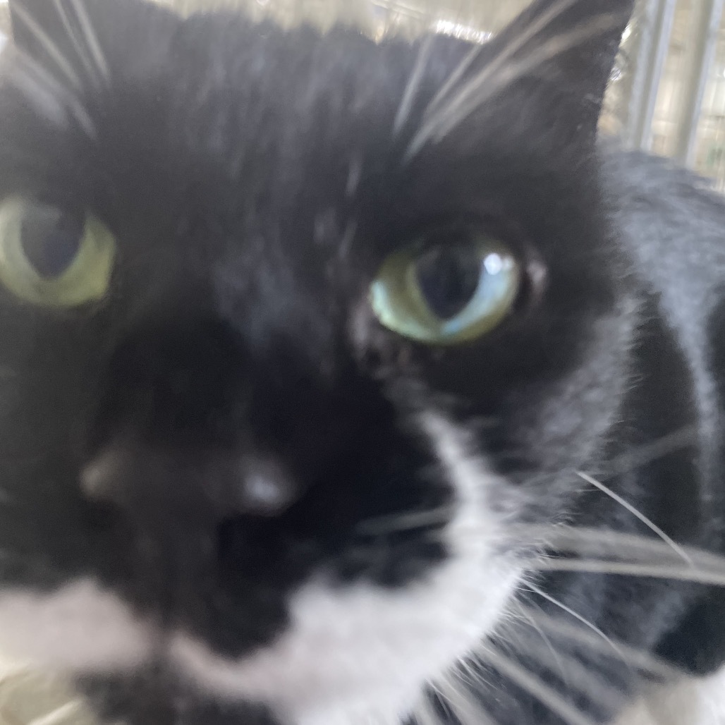 Miss Laurie (Vestal PetSmart)