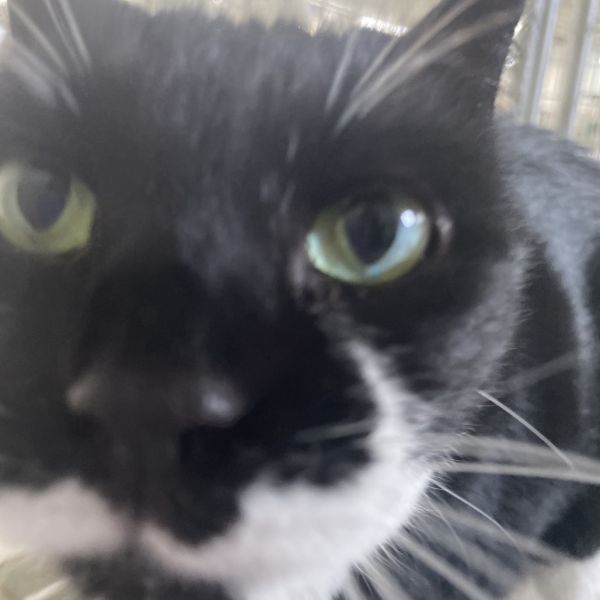 Miss Laurie (vestal Petsmart) thumbnail 4