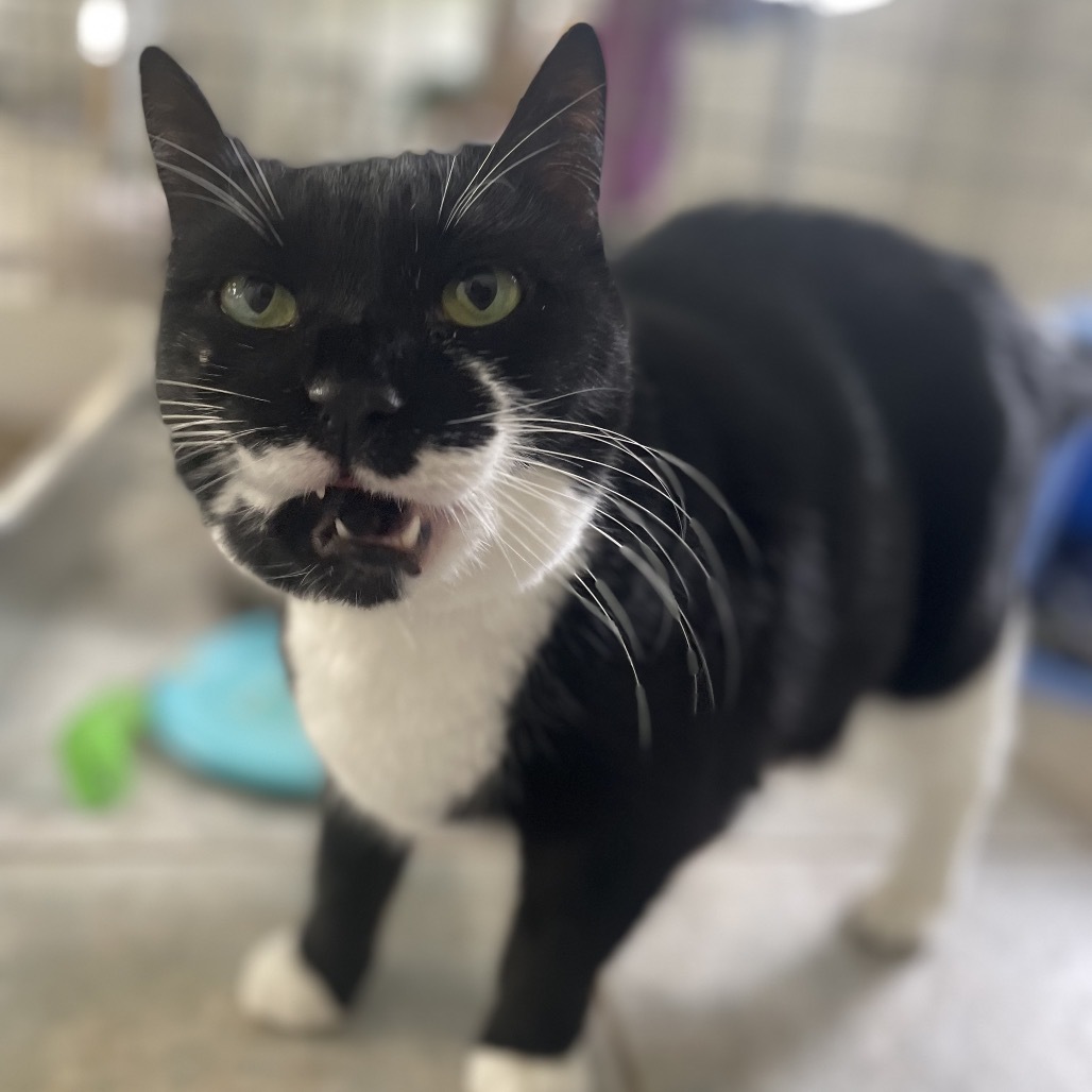 Miss Laurie (Vestal PetSmart)