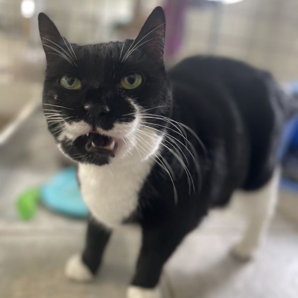 Miss Laurie (vestal Petsmart) thumbnail 5