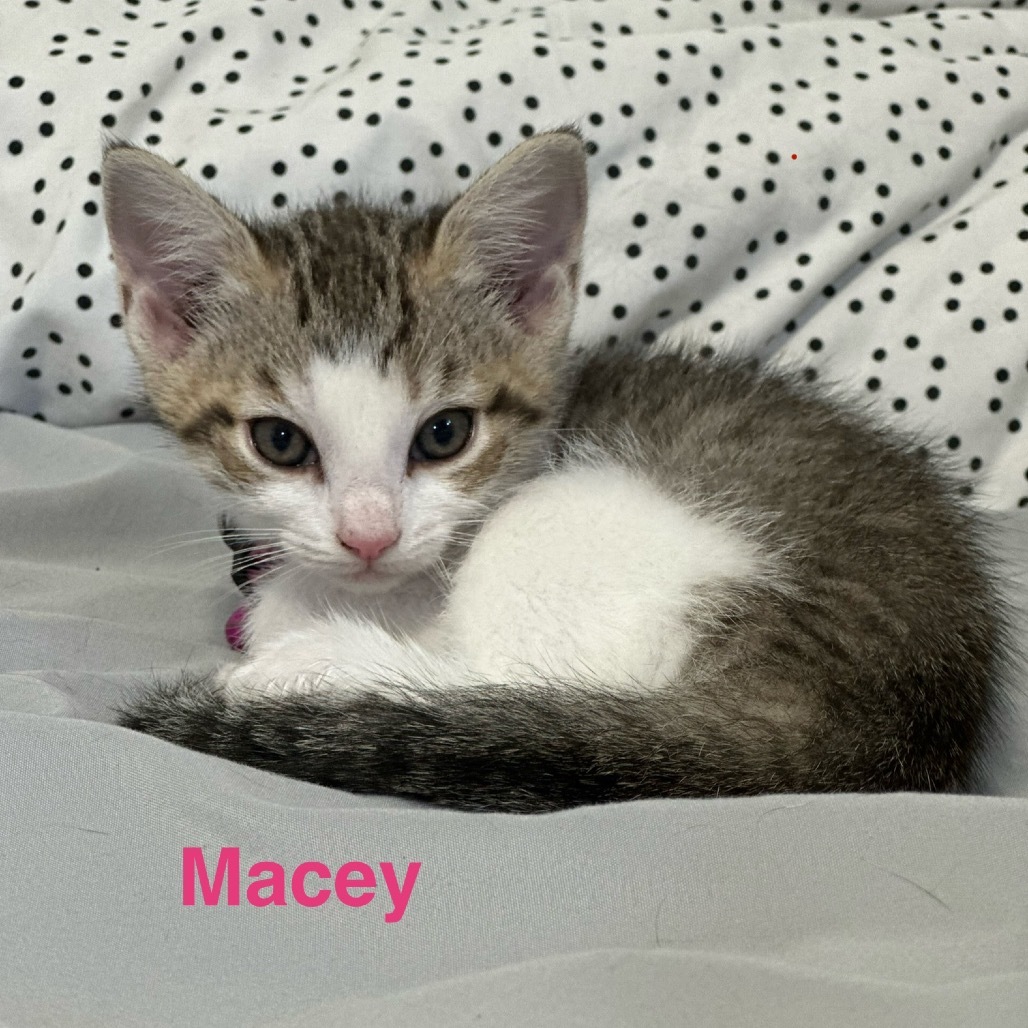 Macey