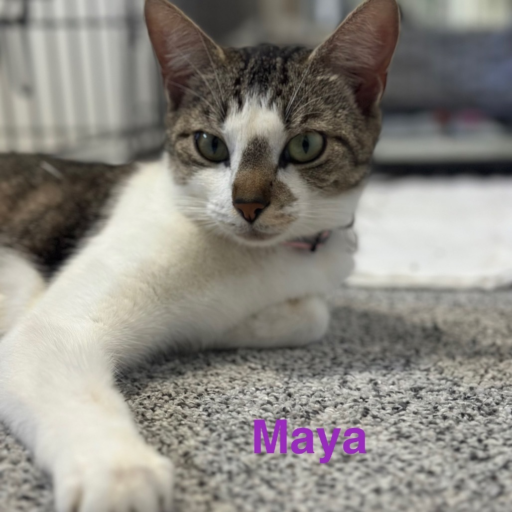 Maya