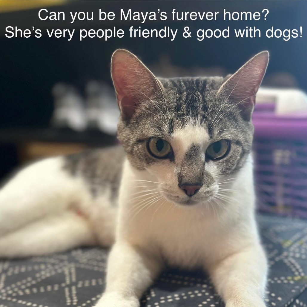 Maya