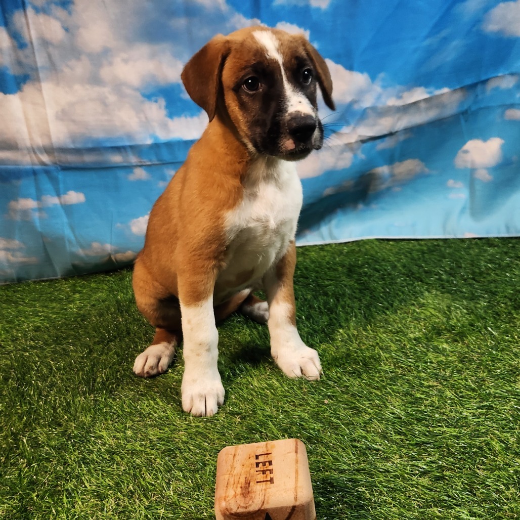 Jenga FJ