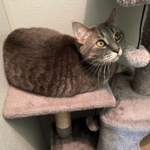 Mitzi, Adult Female unknown