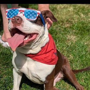 Mickey, Young Male American Staffordshire Terrier