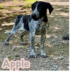Apple, Baby Female Catahoula Leopard Dog
