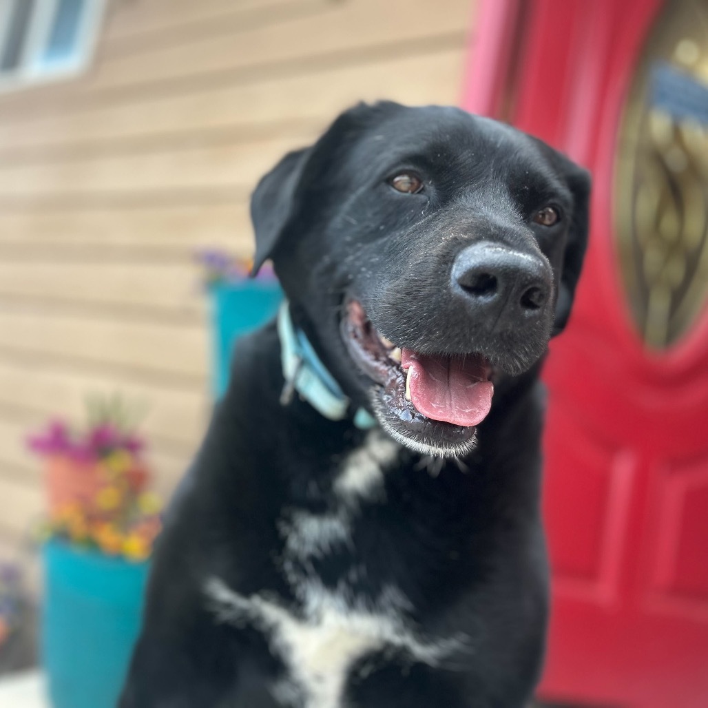Special, an adoptable Rottweiler, Black Labrador Retriever in Lander, WY, 82520 | Photo Image 1