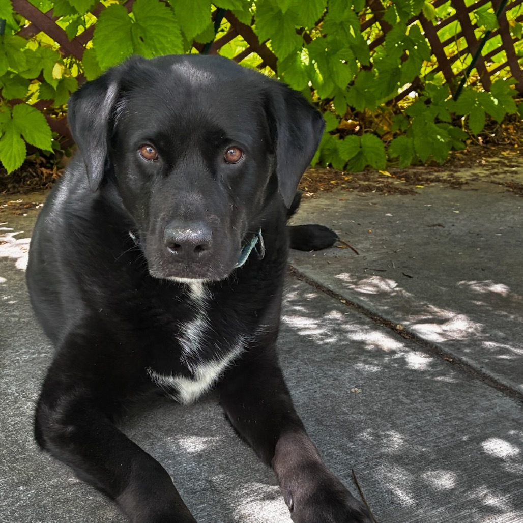 Special, an adoptable Rottweiler, Black Labrador Retriever in Lander, WY, 82520 | Photo Image 1