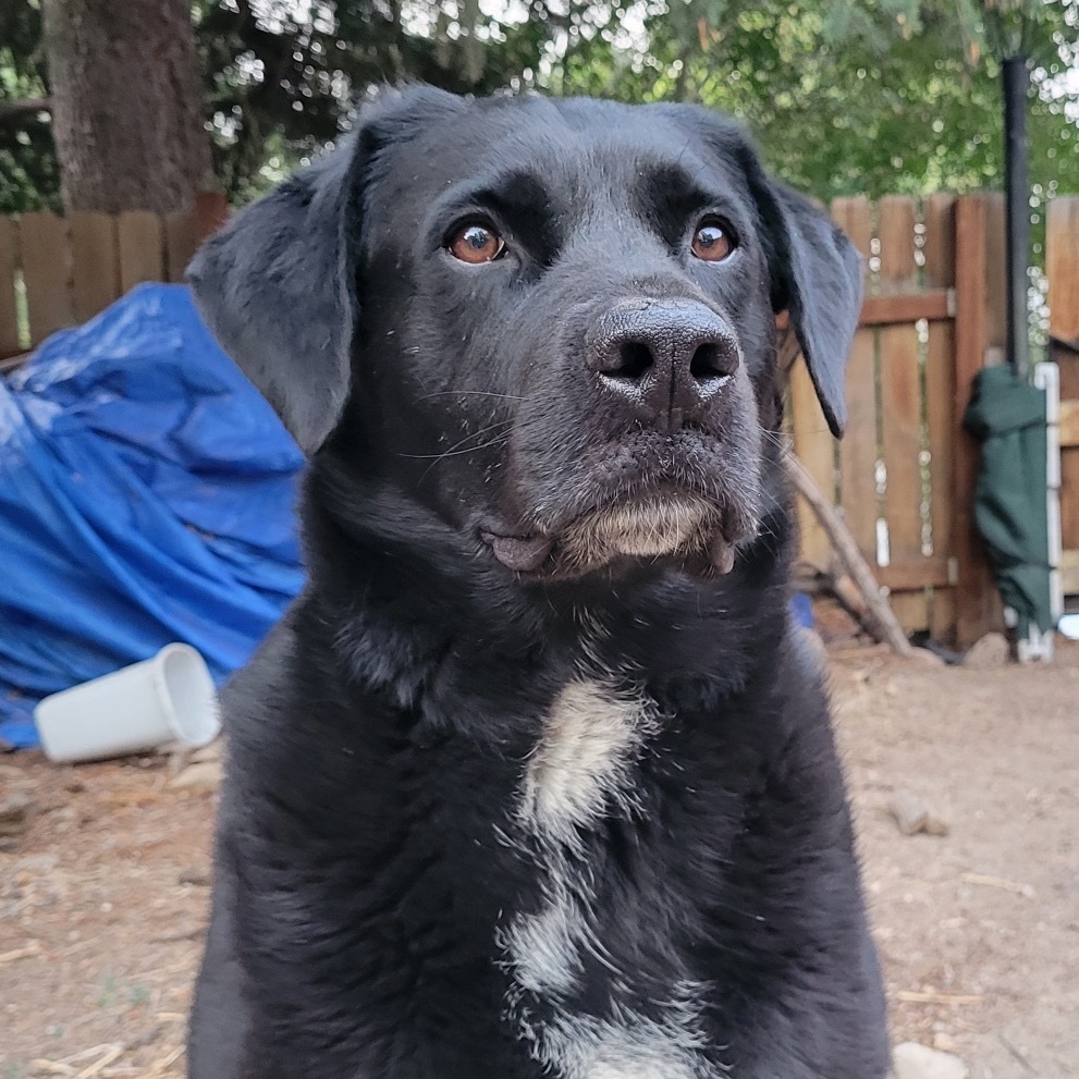 Special, an adoptable Rottweiler, Black Labrador Retriever in Lander, WY, 82520 | Photo Image 1