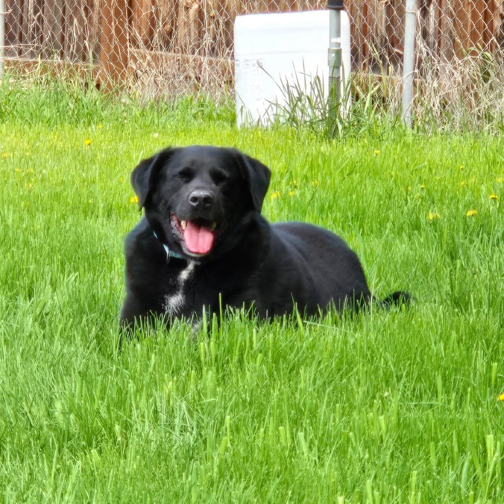 Special, an adoptable Rottweiler, Black Labrador Retriever in Lander, WY, 82520 | Photo Image 2