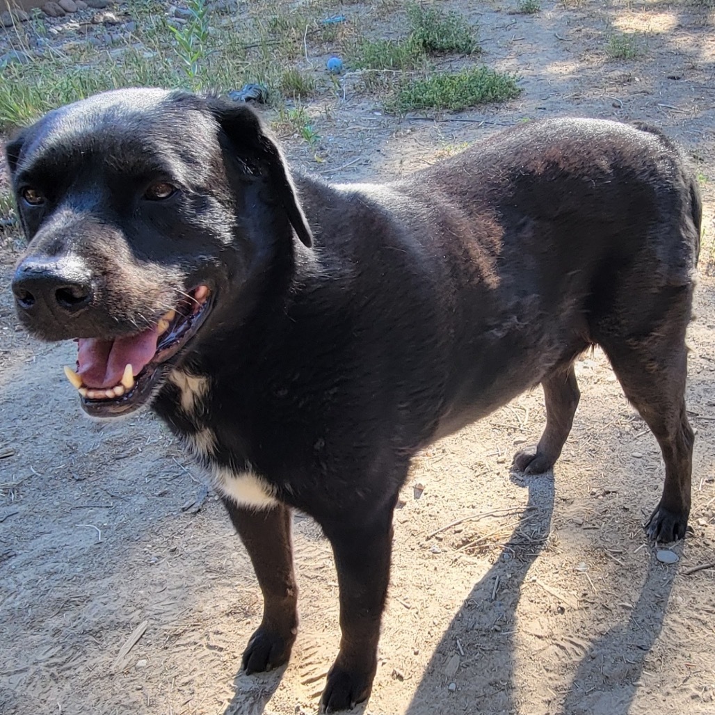 Special, an adoptable Rottweiler, Black Labrador Retriever in Lander, WY, 82520 | Photo Image 5