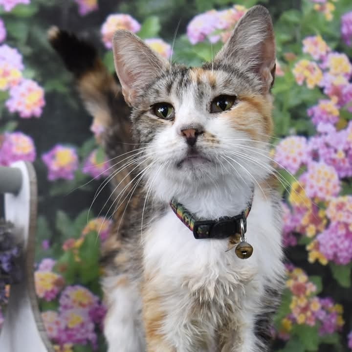 Dora - HSOY
