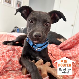 Parsnip, Young Female Labrador Retriever