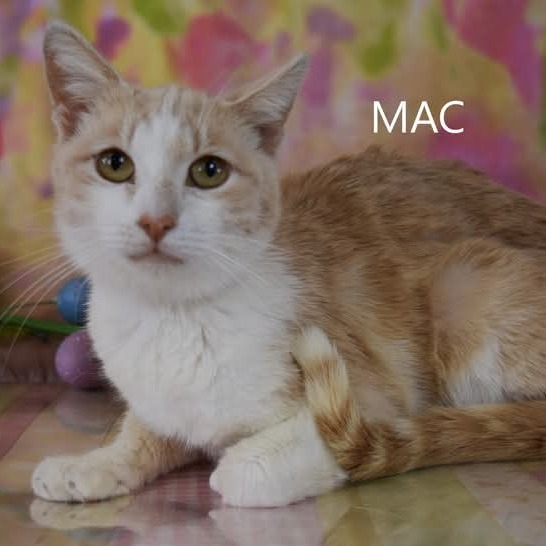 Mac - HSOY