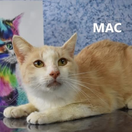 Mac - HSOY