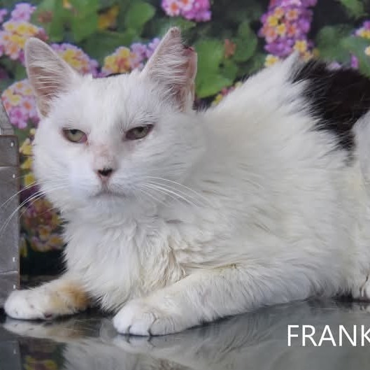 Frankie - HSOY