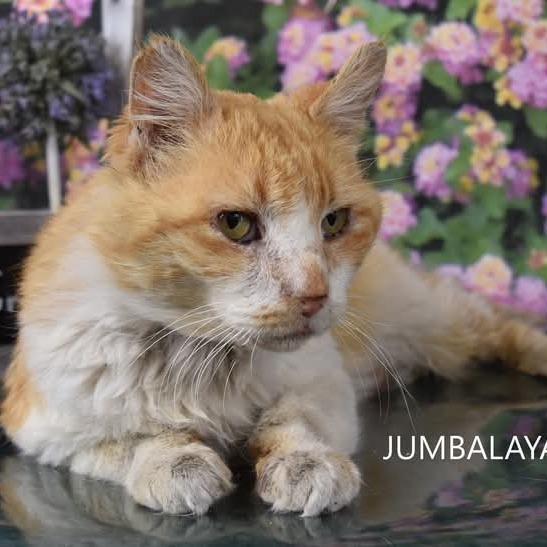 Jumbalaya - HSOY