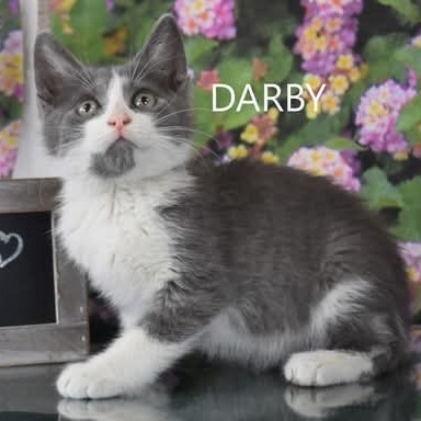 Darby - HSOY
