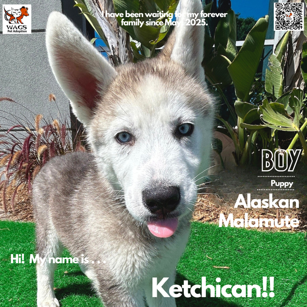 Ketchican