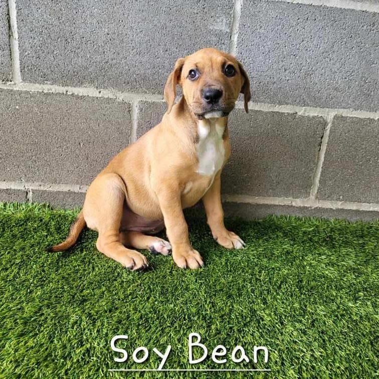 Soy Bean 1003