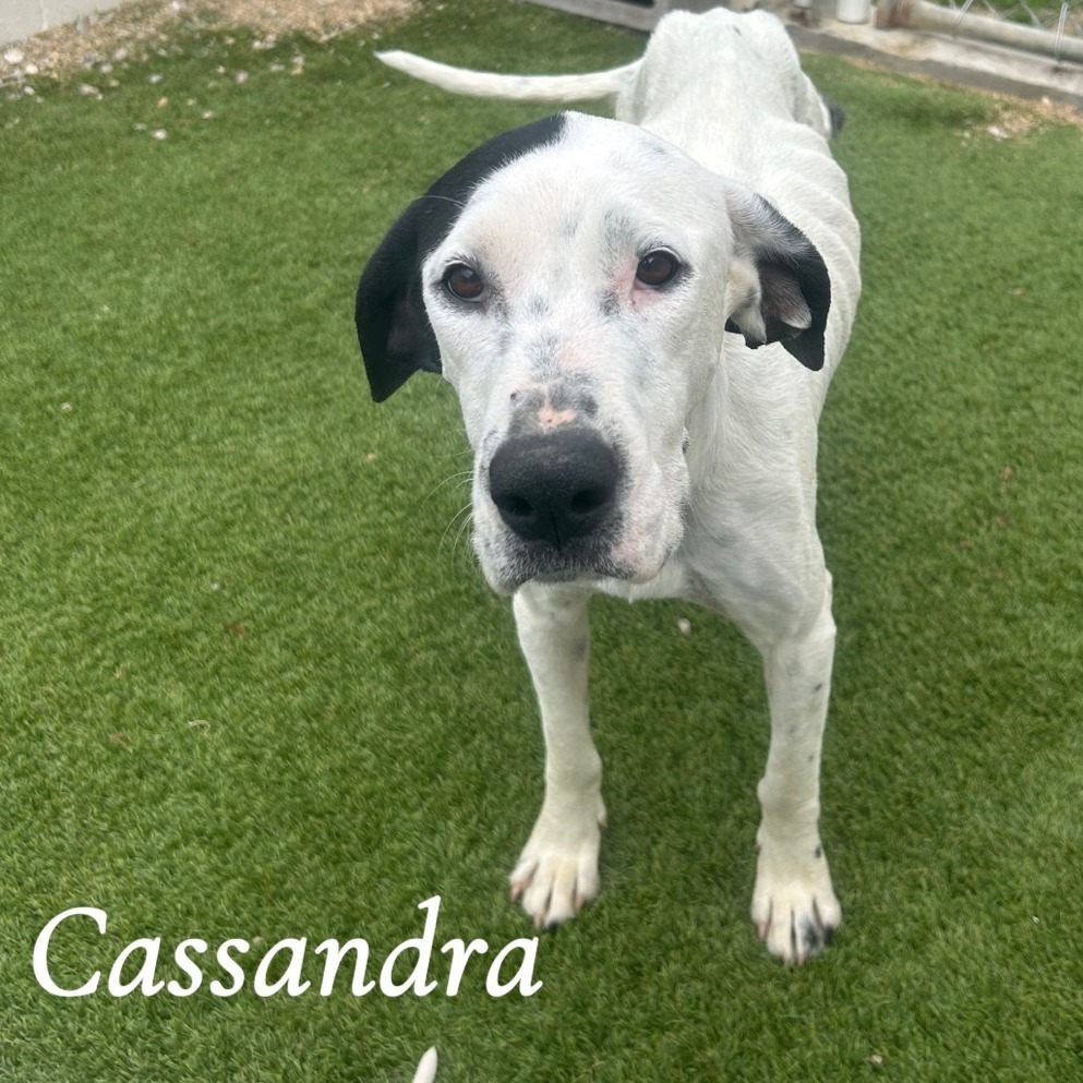 Cassandra 2263