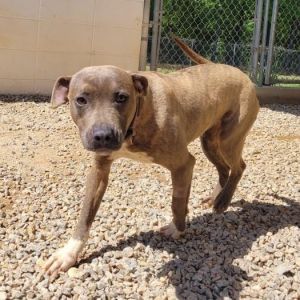 Tory 0727, Young Female Mixed Breed
