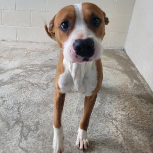 Edamame 4095, Adult Female Mixed Breed
