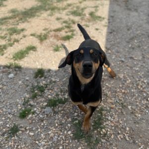 Cricket 3563, Young Female Coonhound
