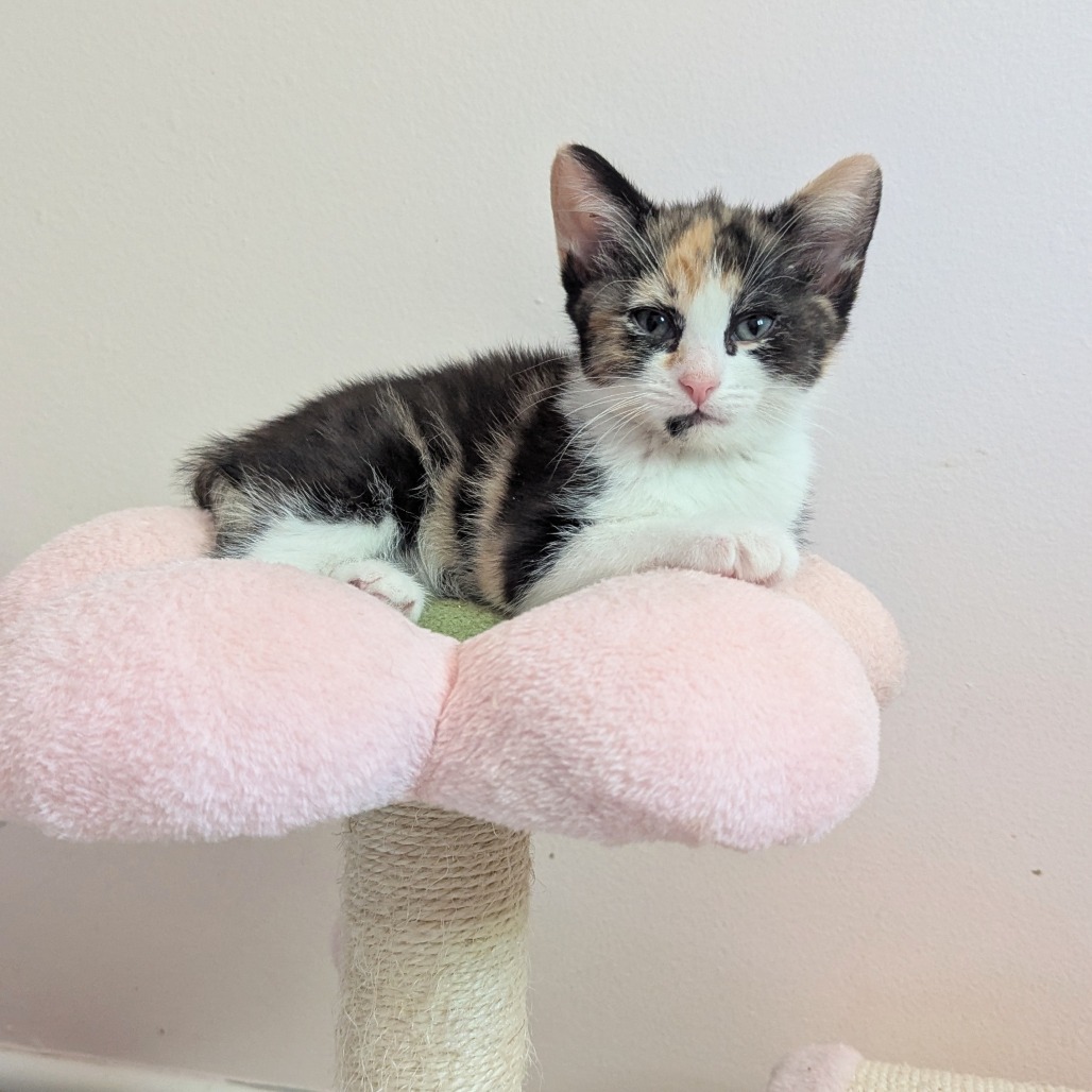 Tawny, an adoptable Domestic Medium Hair in Wichita, KS, 67208 | Photo Image 1