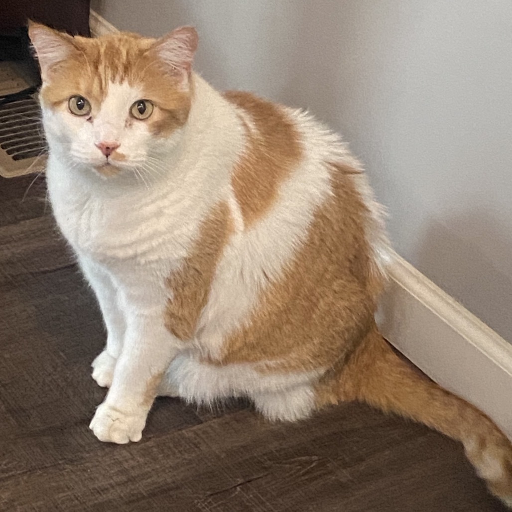 Mikko